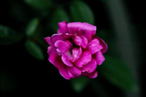 Free Close-up of a vibrant pink damask rose in full bloom with lush green leaves in the background. Stock Photo