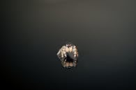 Small Spider and it Reflection