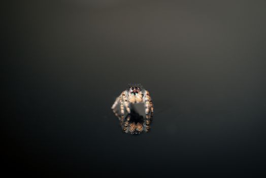 Macro shot capturing the reflection of a jumping spider on a glossy surface. Perfect for nature lovers.