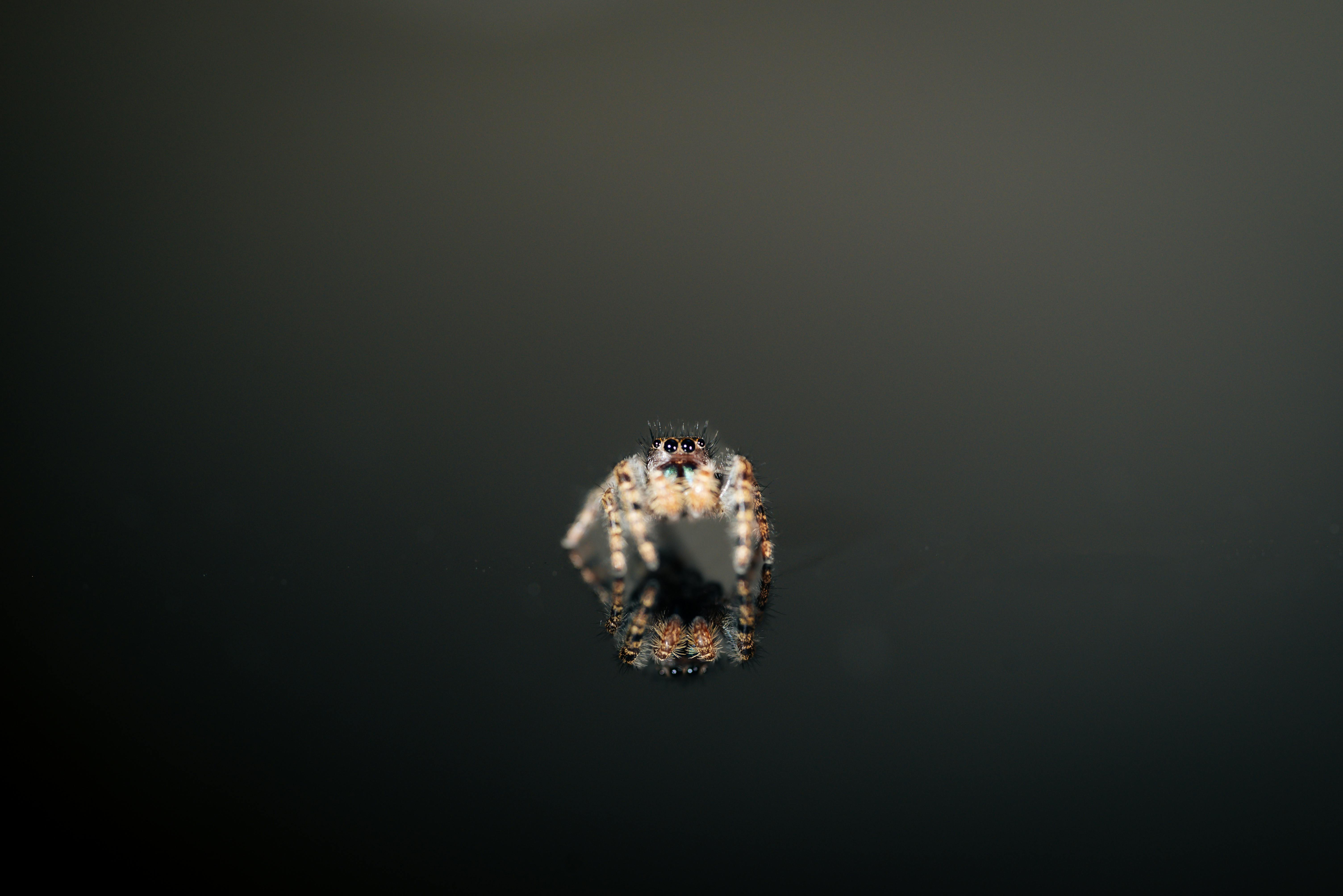 Ilmainen kuvapankkikuva tunnisteilla araneae, biologia, camo Kuvapankkikuva