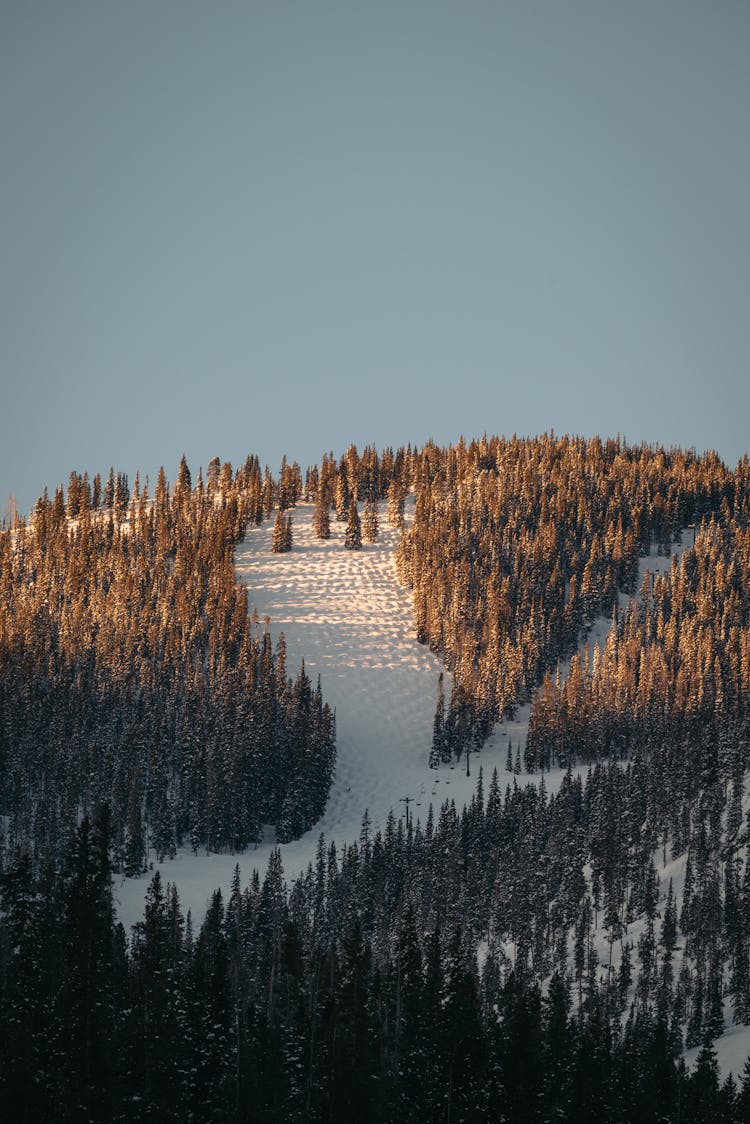 View Of A Hill In Winter 