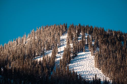 Free A serene view of snow-covered pine trees on a sunlit mountainous slope under a clear blue sky. Stock Photo