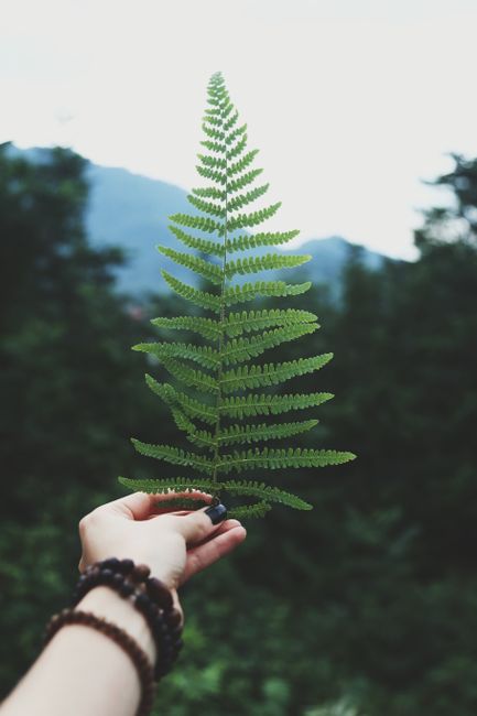 A hand holding a vibrant green fern leaf with a blurred forest background.
