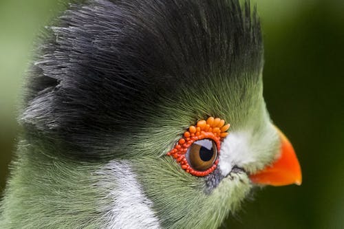 คลังภาพถ่ายฟรี ของ turaco, ขนนก, นก