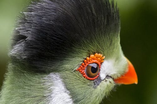 Closeup Photography of Black Green and White Parrot