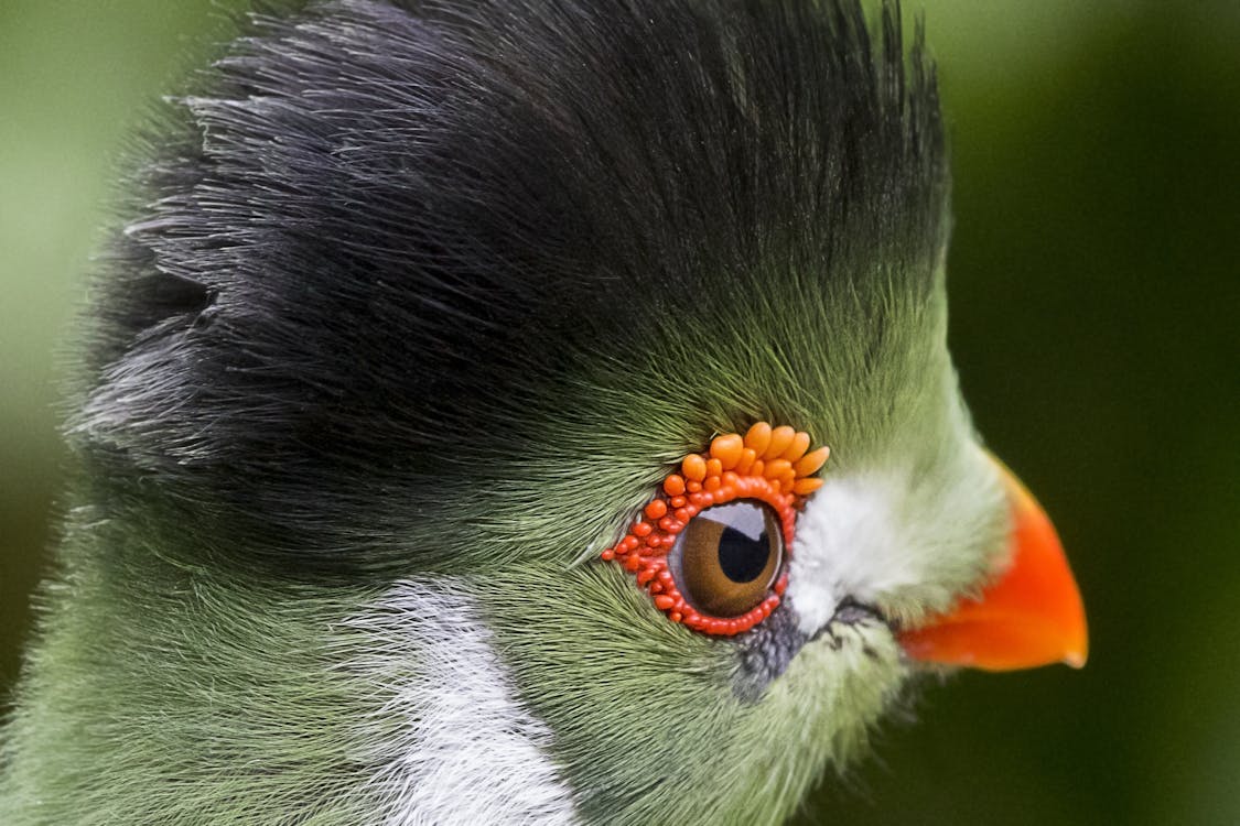 Gratis Fotografi Closeup Burung Beo Hitam Hijau Dan Putih Foto Stok
