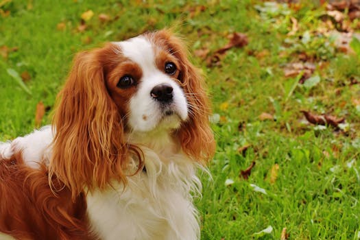 White and Chocolate Long Coat Dog