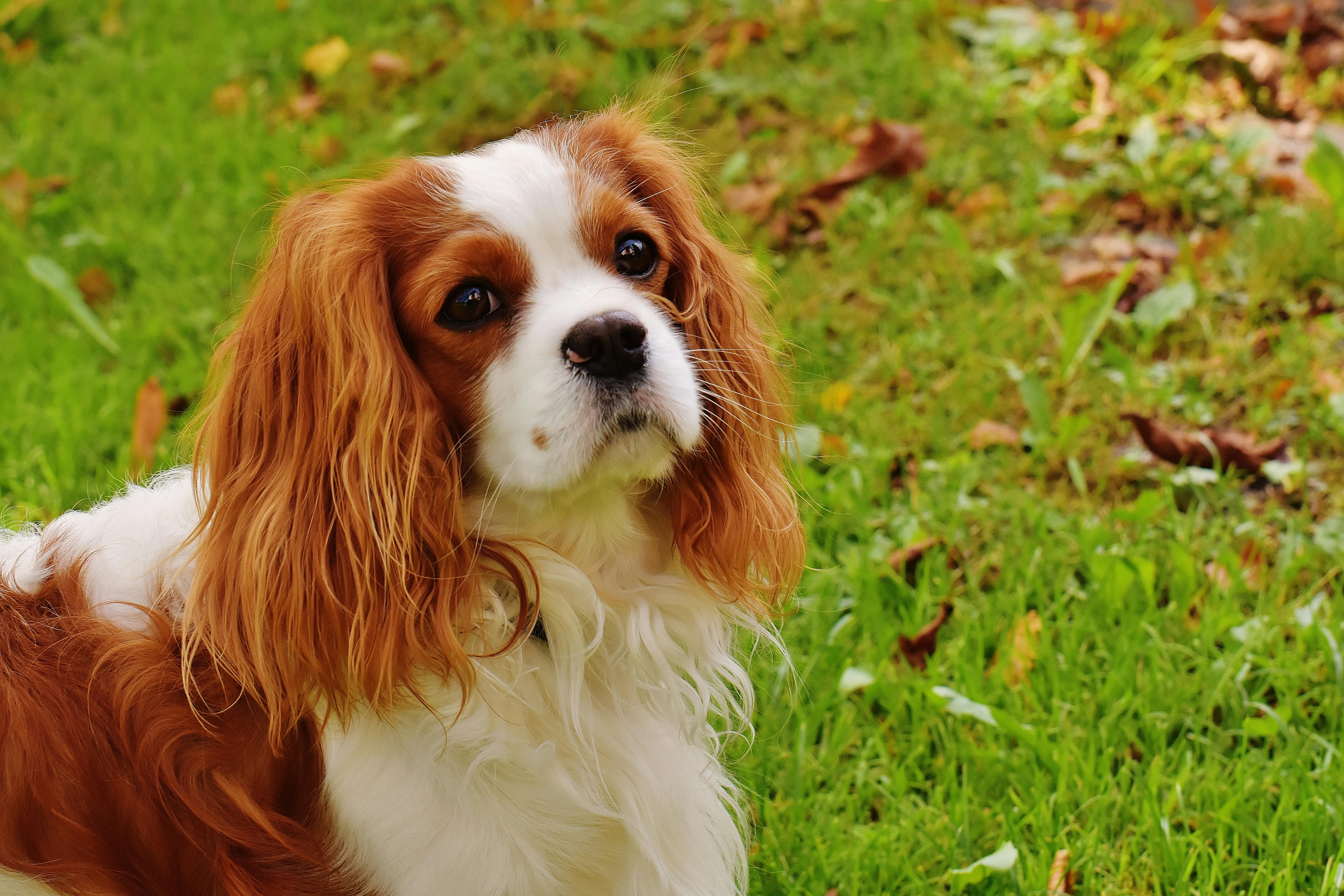 Red and White Cavalier King Charles Spaniel Lying on Green Grass during Daytime · Free Stock Photo