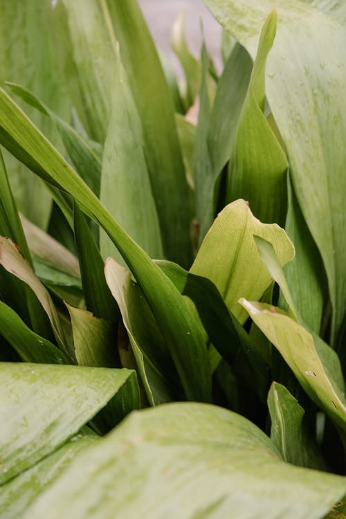 Close up of Green Leaves