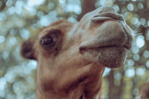 Free Artistic close-up of a camel's head with a blurred bokeh background, capturing its unique features. Stock Photo