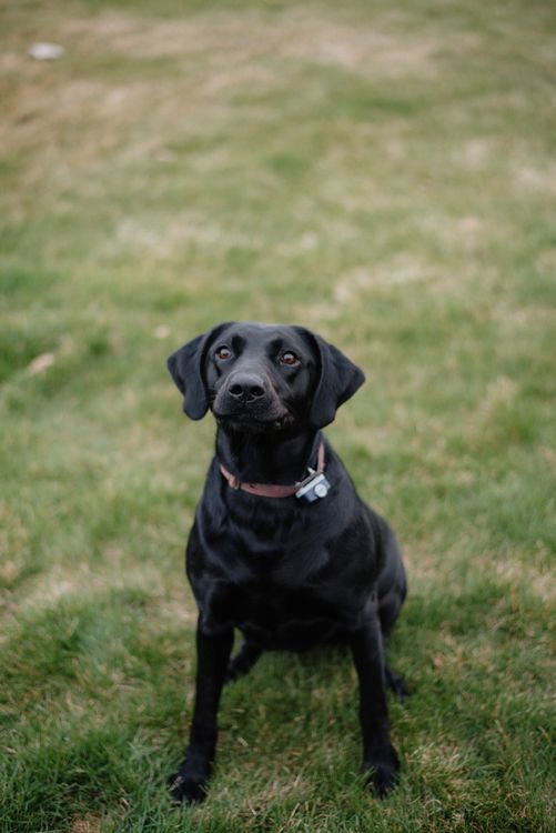 Labrador Retriever Preto Sentado Na Grama Foto Profissional Gratuita labrador-retriever-preto-sentado-na-grama-foto-profissional-gratuita