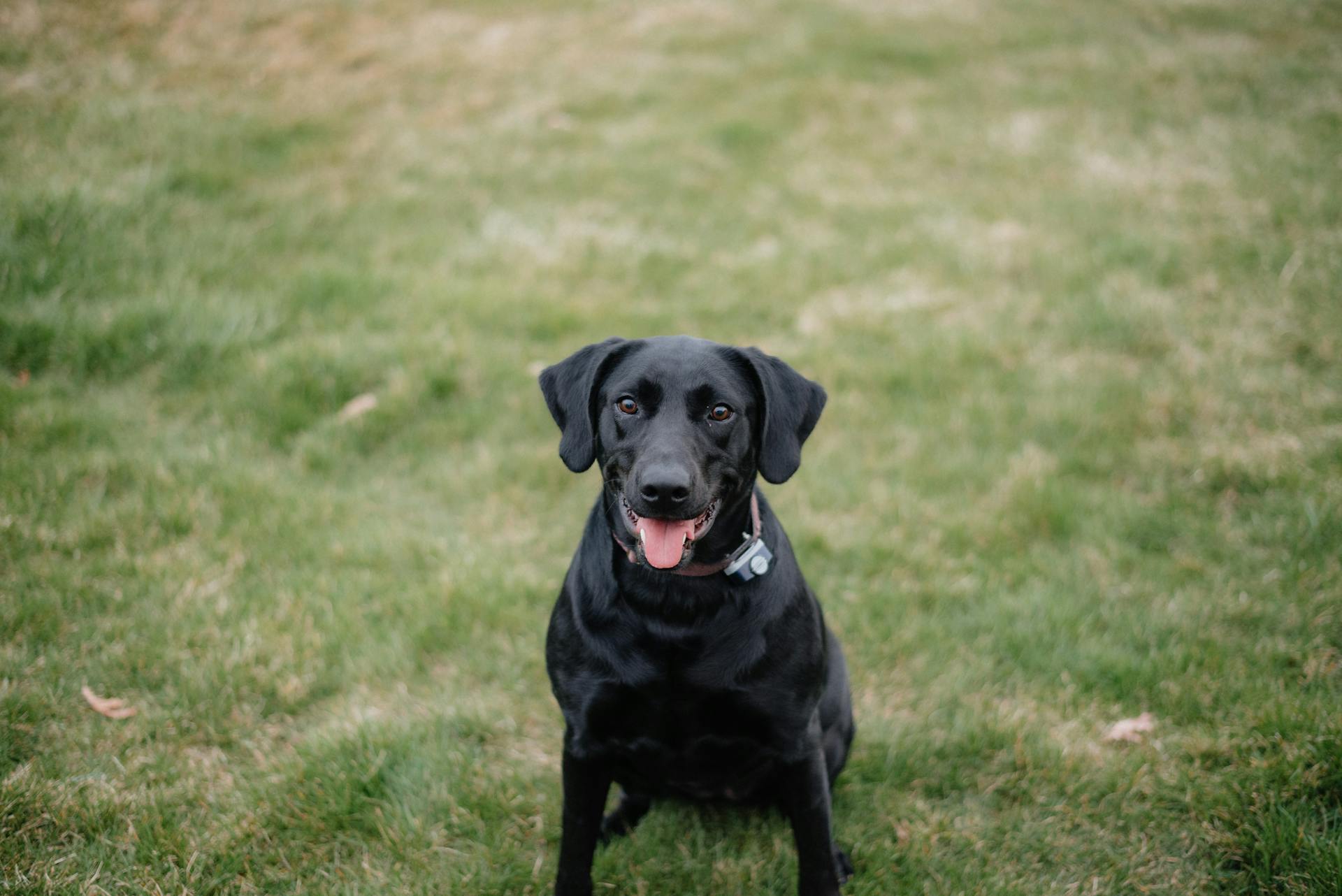 A happy black Labrador Retriever sitting on a grassy lawn, looking directly at the camera.