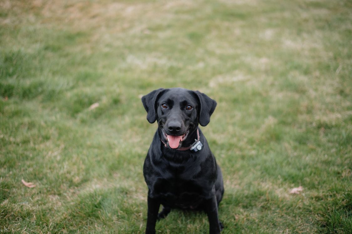 Labrador Sentado Labrador Retriever Negro Sentado En El Césped Al Aire Libre · Foto de ...