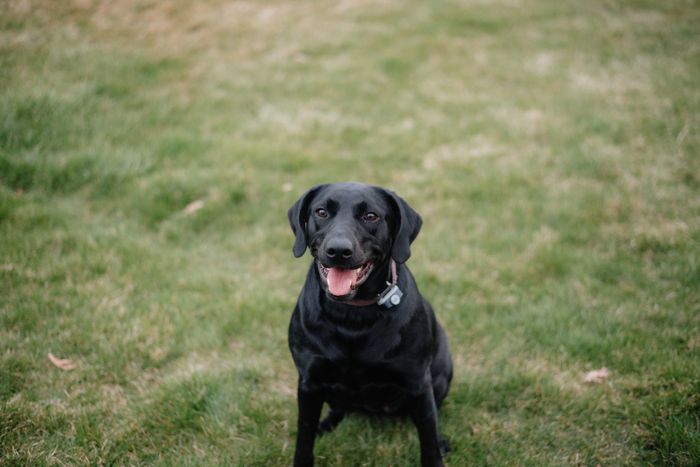 Two happy dogs in yard