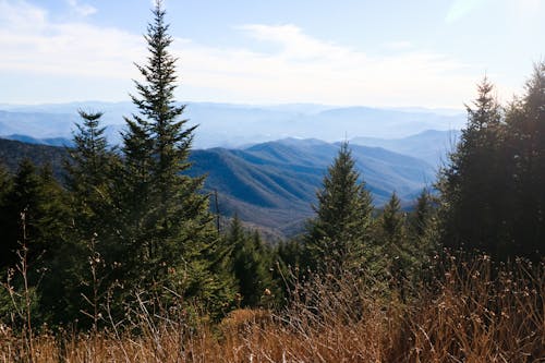 Foto profissional grátis de árvores, coníferas, montanhas