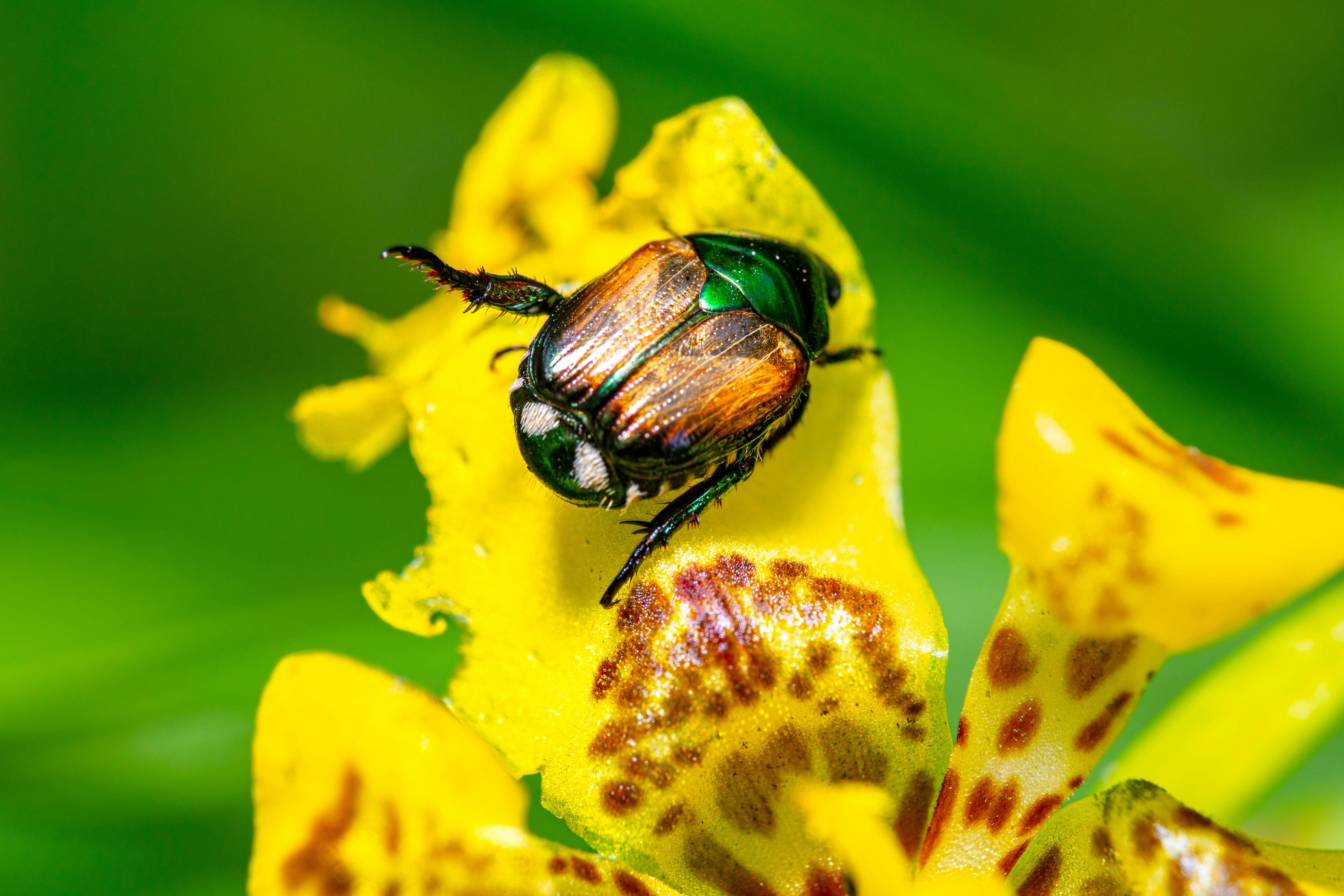 a close up japanese beetle bug crawling on a blossom yellow flower