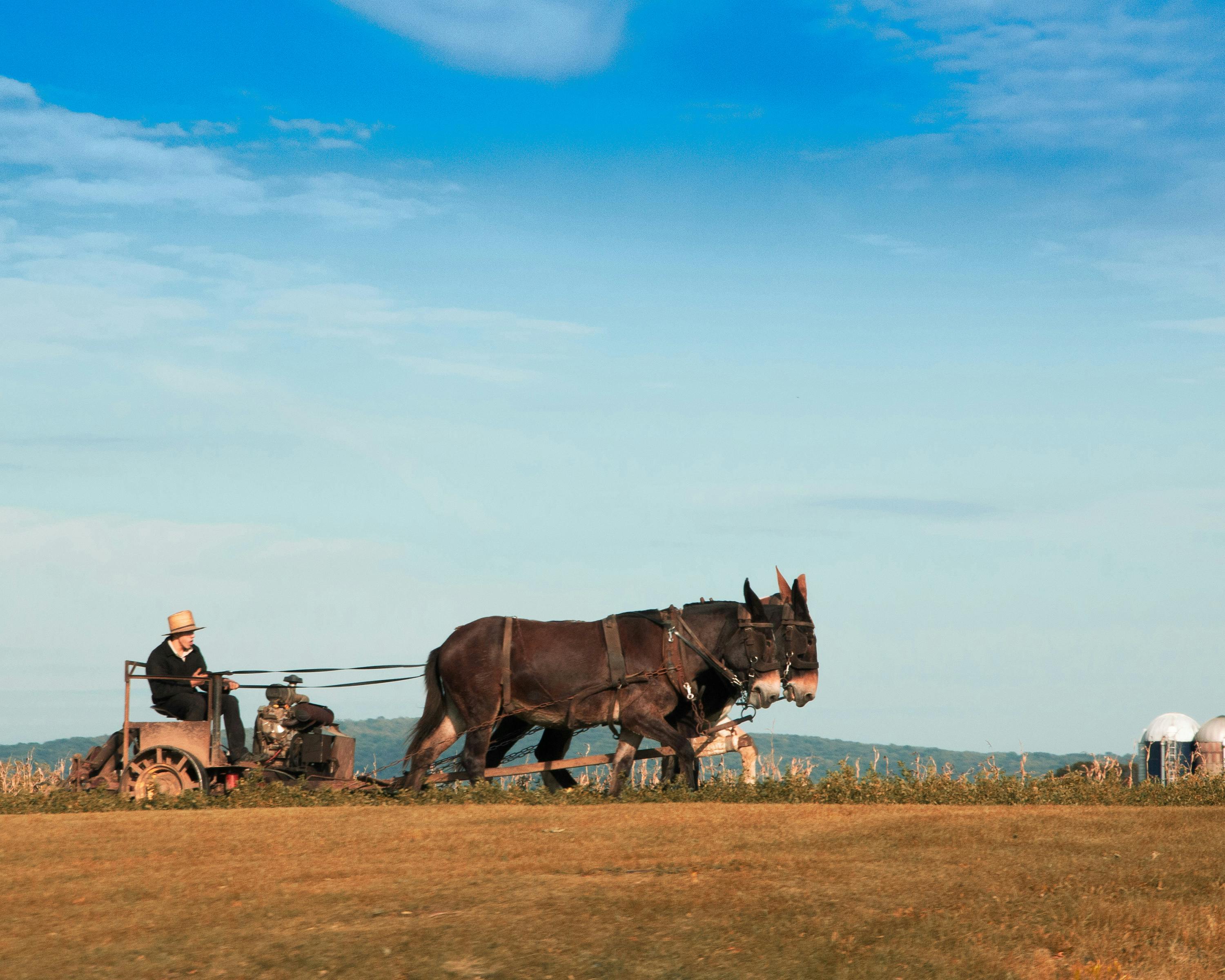 Free stock photo of amish country, farming, mules