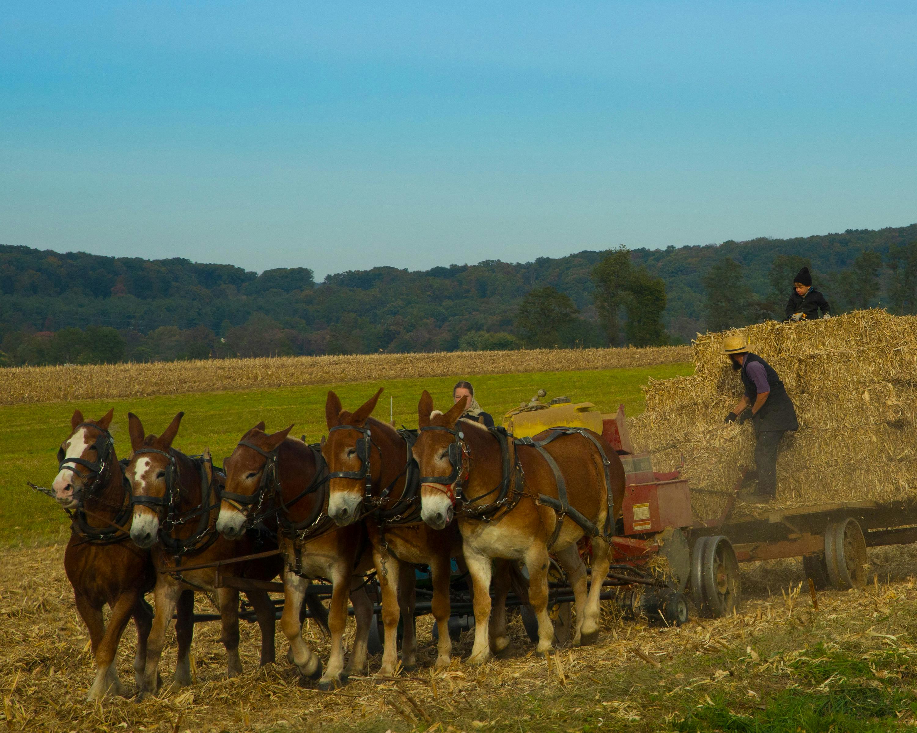 Free stock photo of amish, amish family, farm