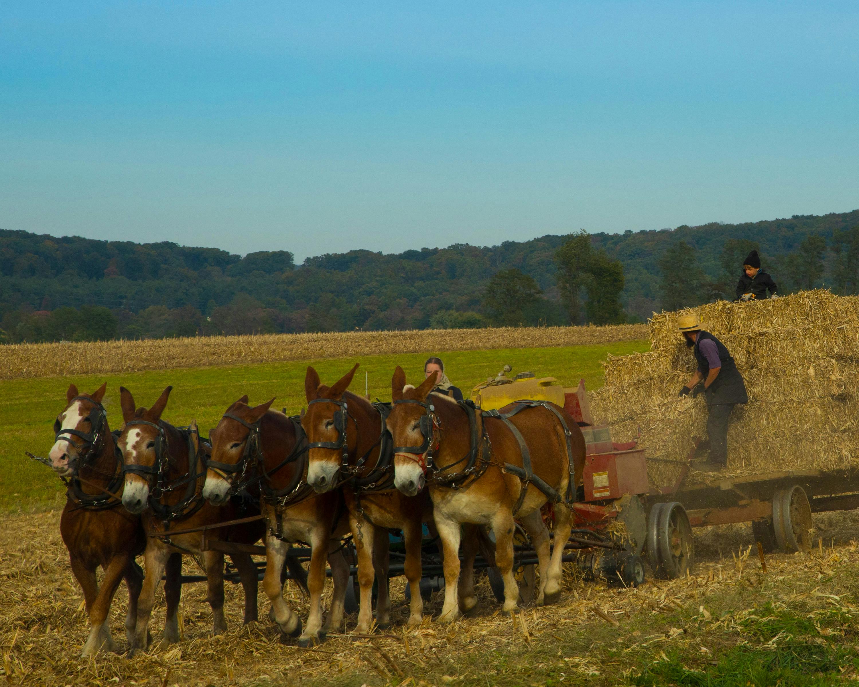 Free stock photo of amish, Amish family, farm
