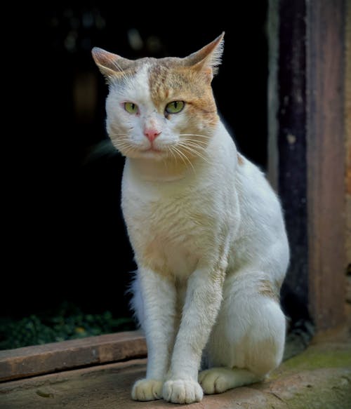 Fotos de stock gratuitas de animal, gatito, gato