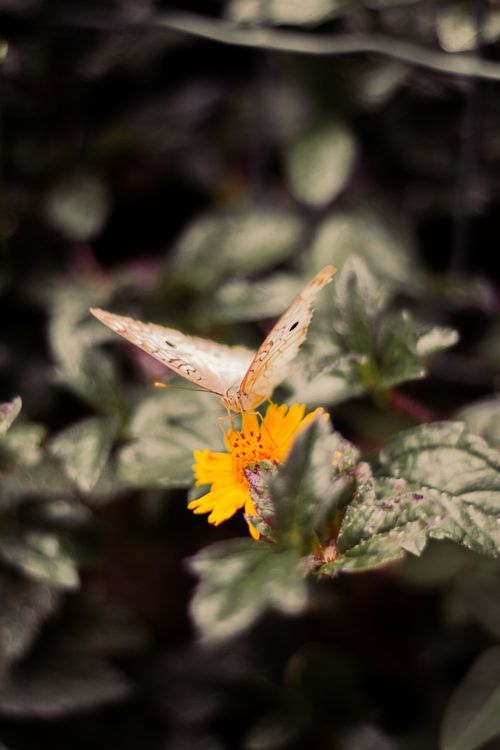 Free A close-up of a butterfly perched on a vibrant yellow flower amid green foliage. Stock Photo