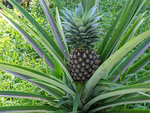 Ingyenes stockfotó ananász, ananászfa, bali témában