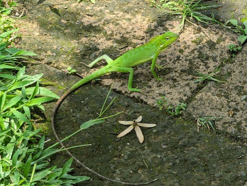  Camelion on a brick