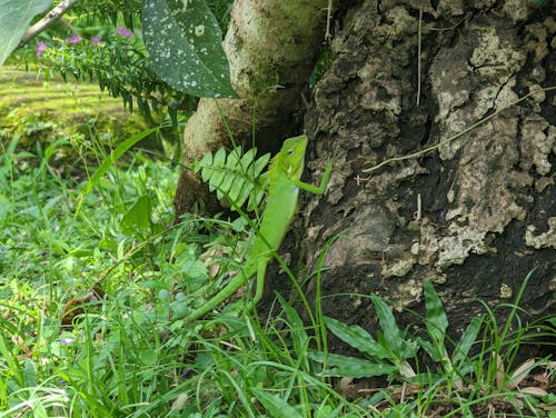  Camelion on a tree