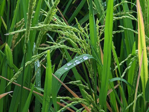 Dew over rice plantation