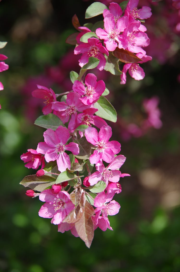 Close Up Of Purple Flowers