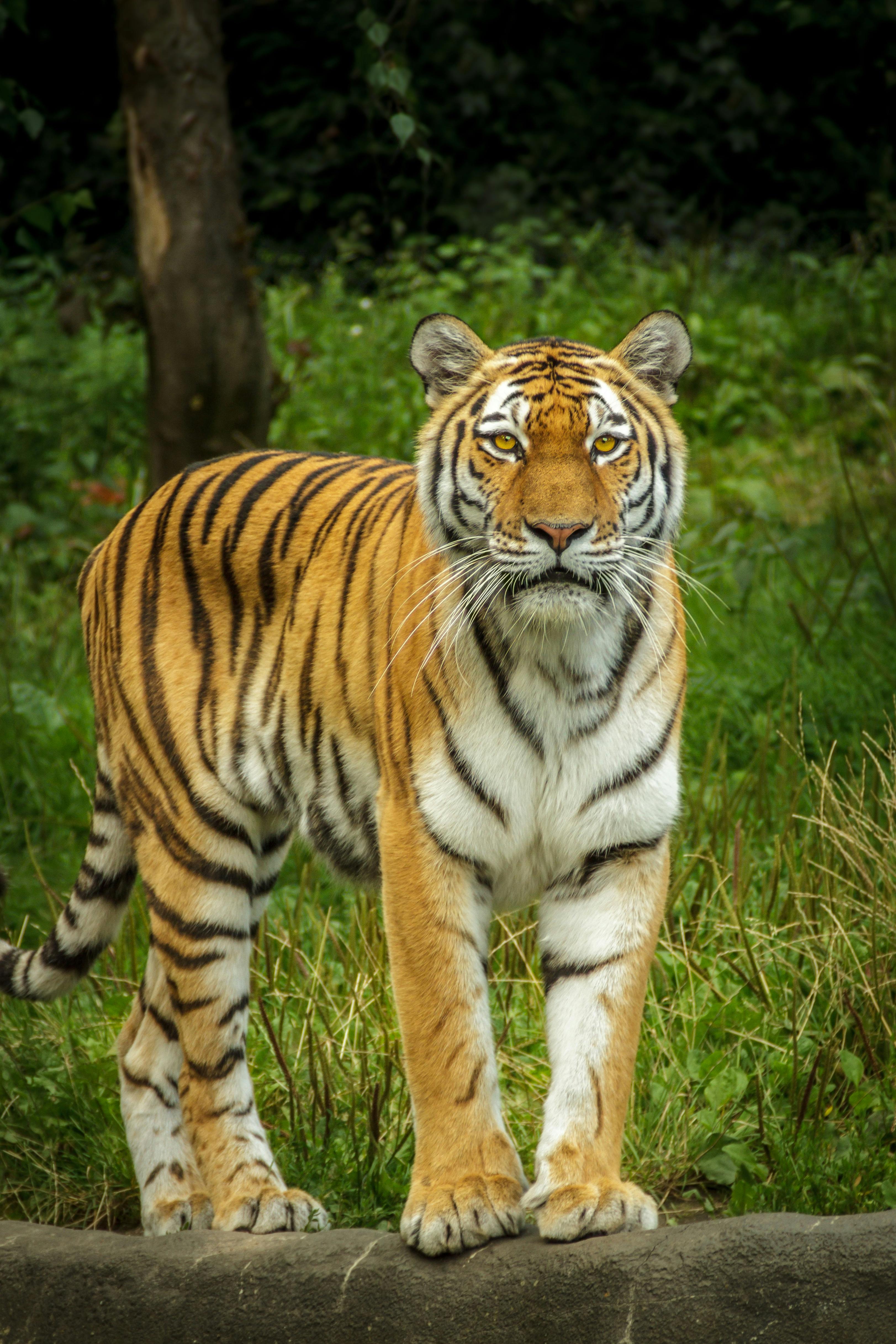 panthera tigris altaica tiger siberian amurtiger 162203