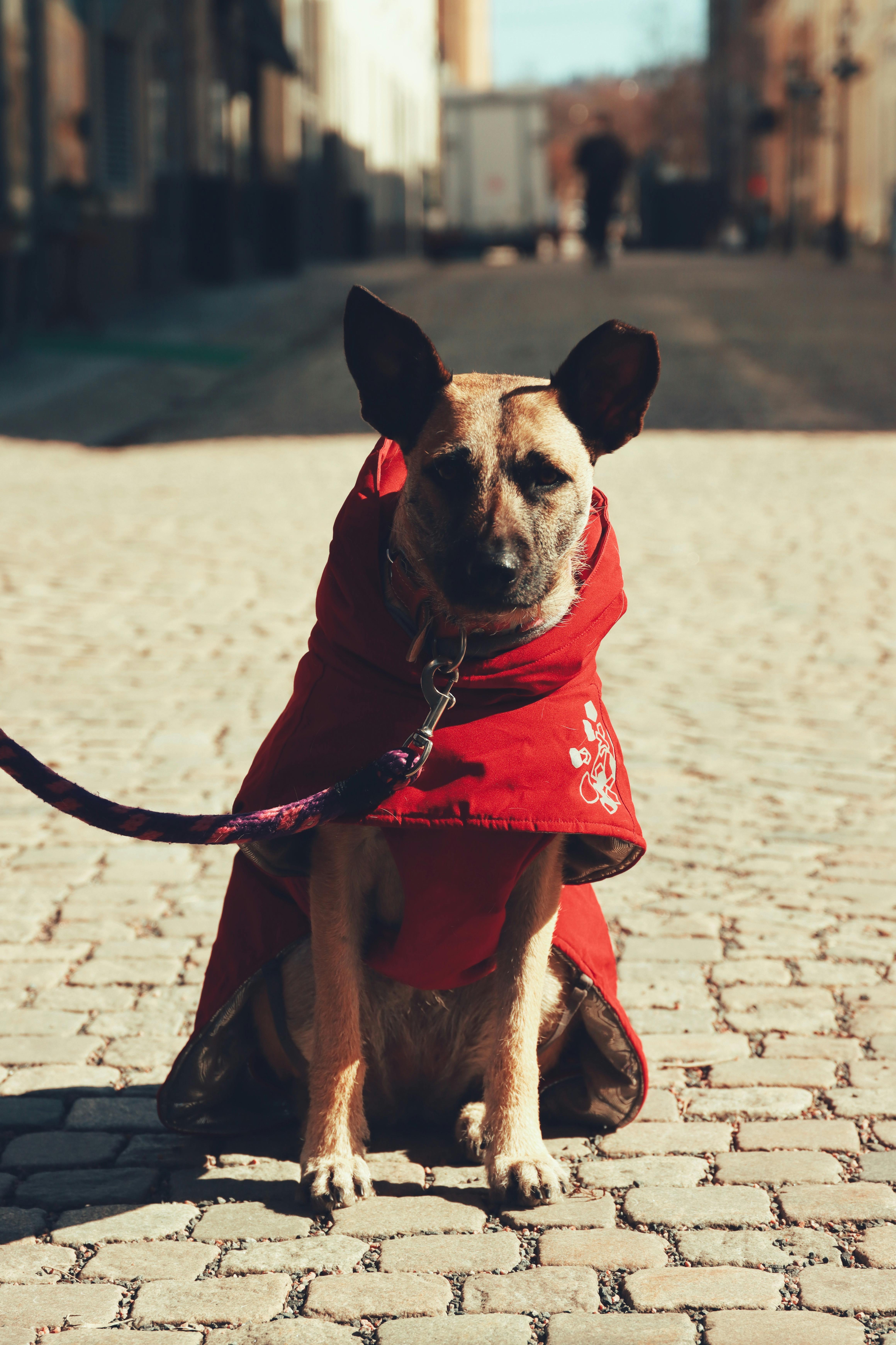 Gratis arkivbilde med 2023, afrikansk villhund, april Arkivbilde