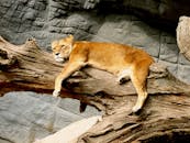 Lioness Lying on Brown Tree Trunk