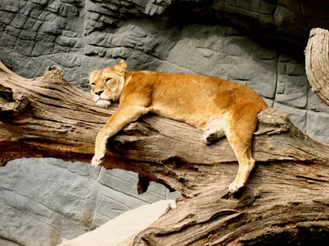 A peaceful lioness lounging on a tree branch against a stone wall backdrop, showcasing tranquility.