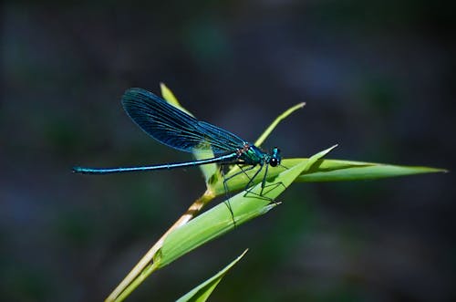 Teal Dragonfly Na Zielonej Roślinie Liściastej W Ciągu Dnia