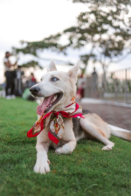 Free Playful dog in a vibrant scarf enjoying a sunny day at the park. Stock Photo