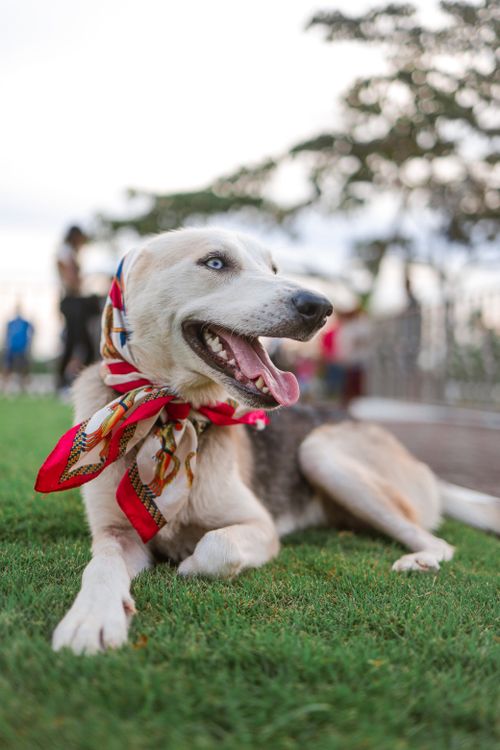 Free Joyful dog with a colorful scarf lying on grass in a park setting. Stock Photo