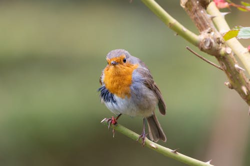 European Robin on Green Twig