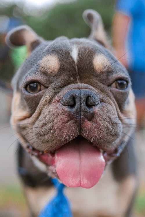 A French Bulldog Outdoors