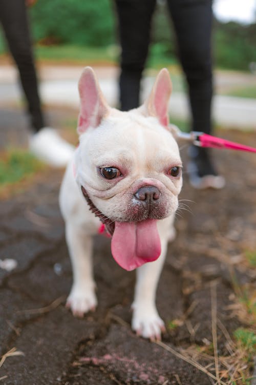 A French Bulldog with Its Tongue Out