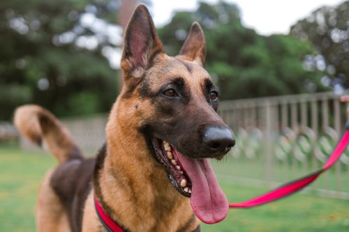 Free Playful German Shepherd with a pink leash and harness enjoying an outdoor walk. Stock Photo