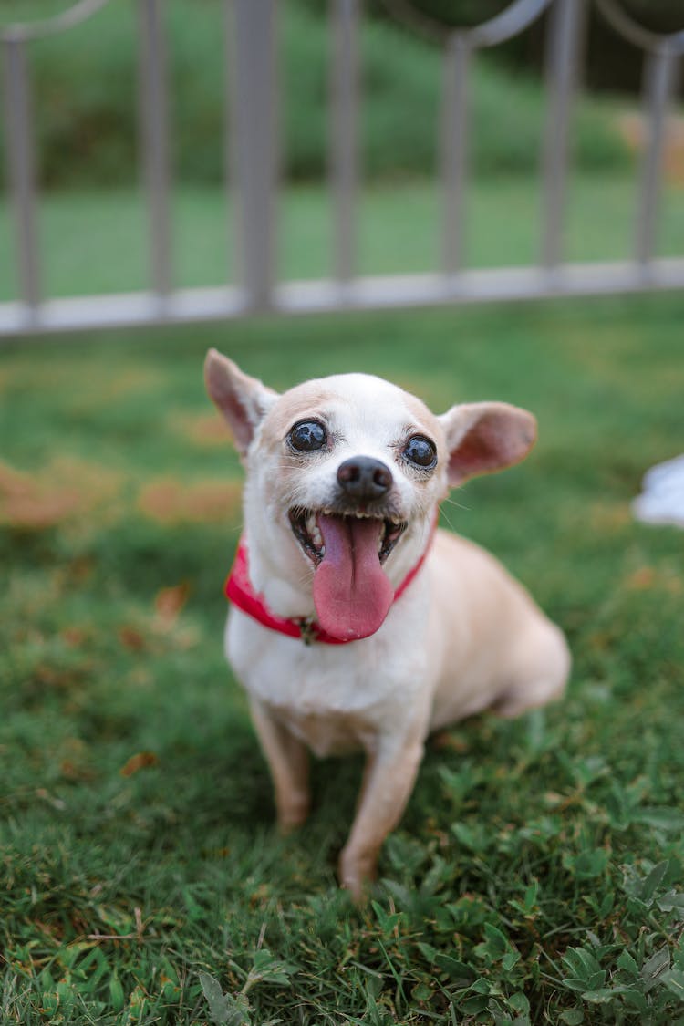 Portrait Of Funny Chihuahua 