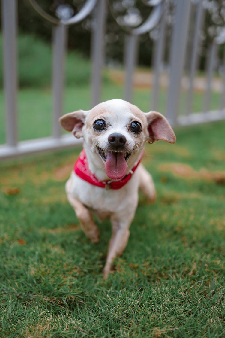 Portrait Of Cute Chihuahua