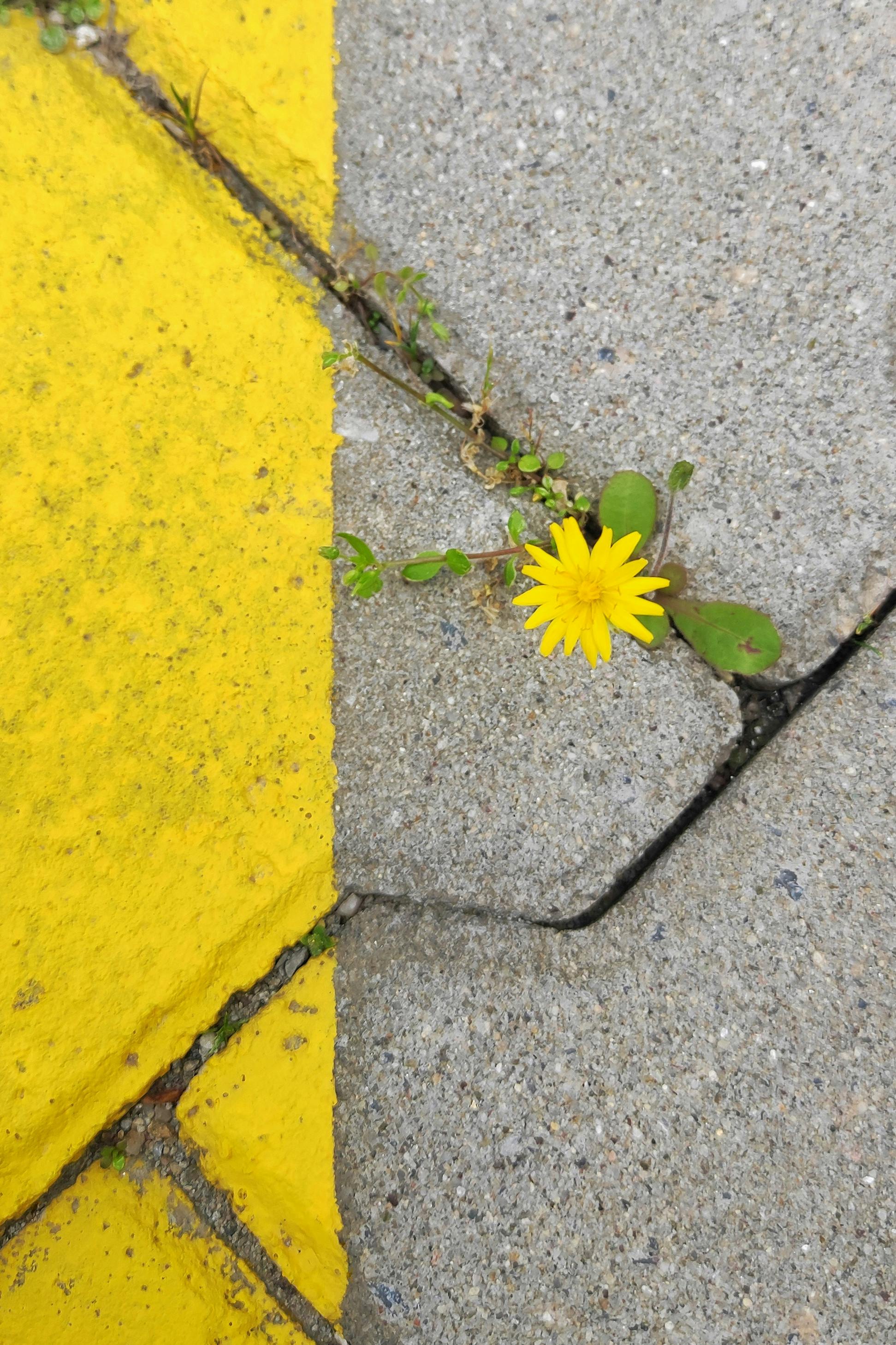 Close-up Of A Dandelion Growing Out Of Concrete · Free Stock Photo