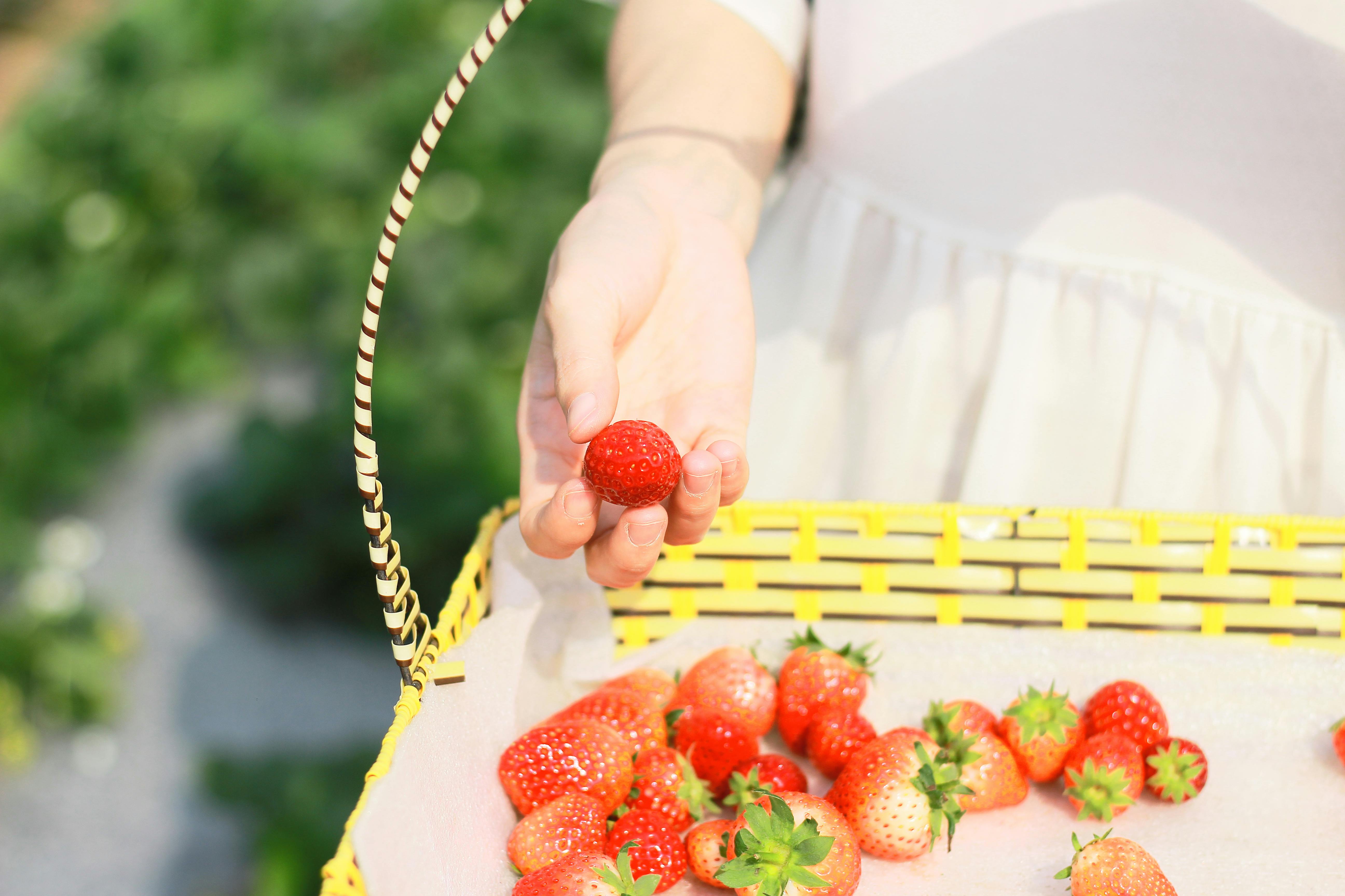 논산 딸기축제 image 1