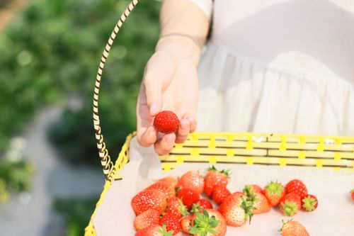 Free Hand picking fresh strawberries from a basket on a sunny day outdoors. Stock Photo