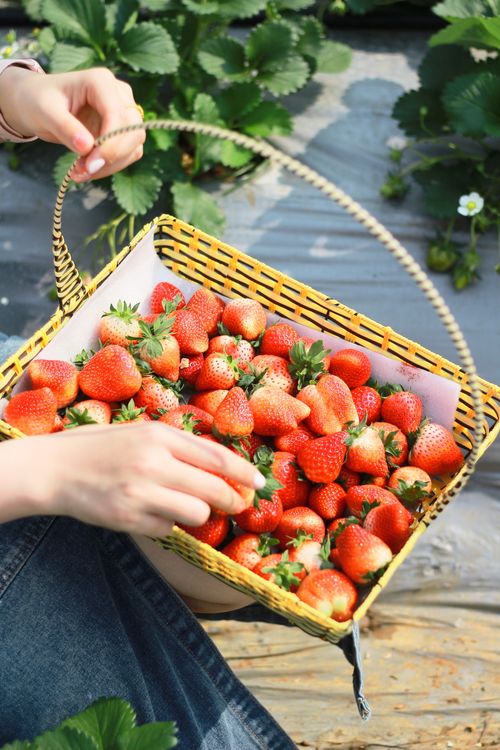 Free Close-up of fresh strawberries in a wicker basket held by a woman in a green field. Stock Photo