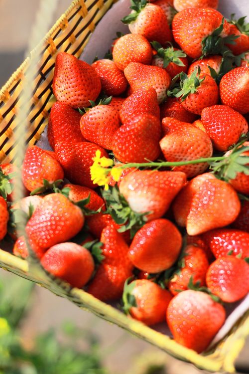 Free Vibrant fresh strawberries in a woven basket with yellow flowers, highlighting their juicy appeal. Stock Photo