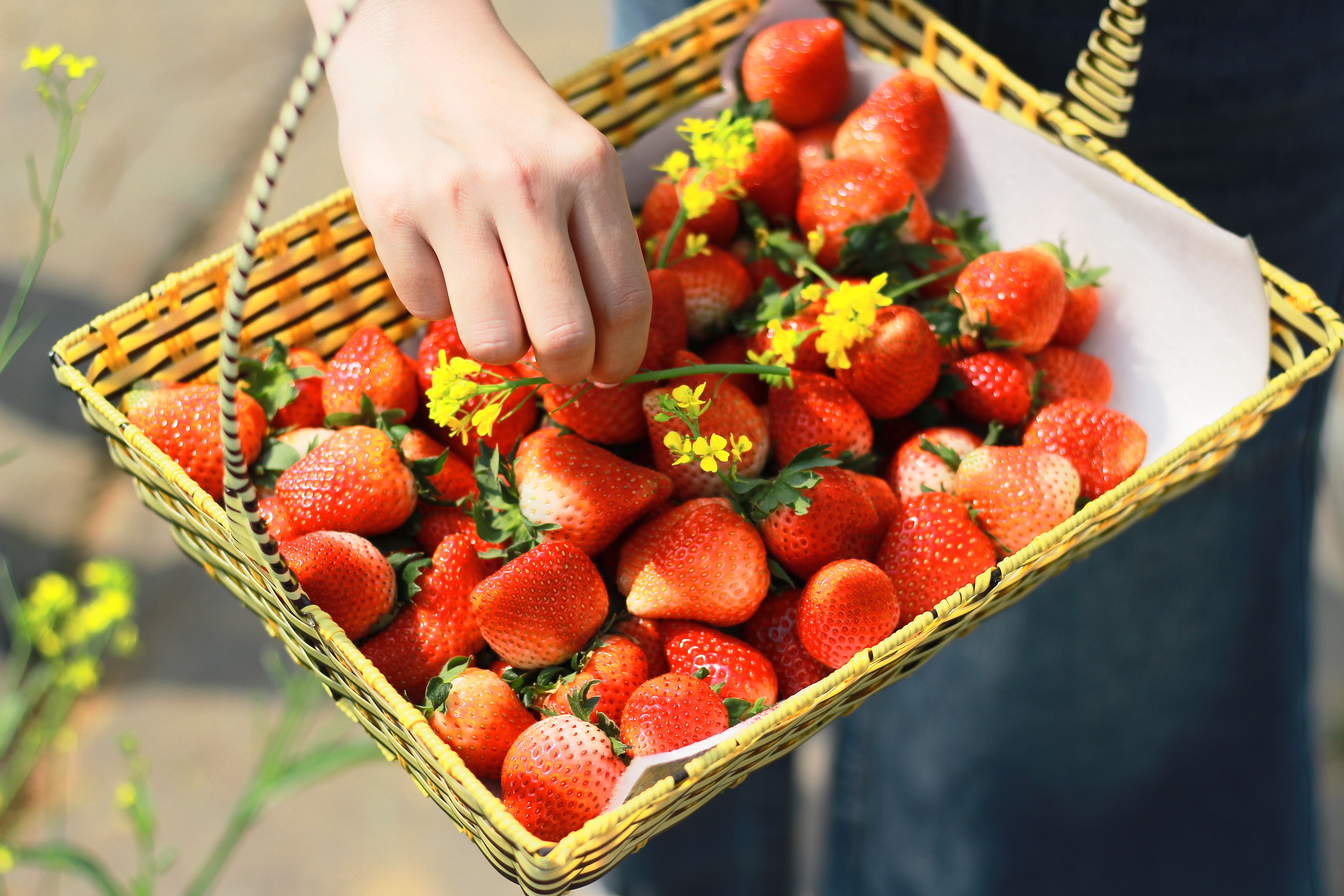 A hand picks yellow flowers from a basket full of fresh red strawberries outdoors.