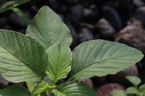 green leaves that can be used for leaves